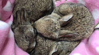Первый выводок маленьких кроликов