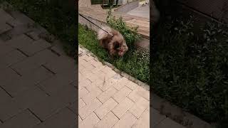 German Spitz with a rare color