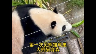 第一次見到熊貓築巢，渺公舉築得不錯呀！地方也很隱蔽.！#panda #大熊貓