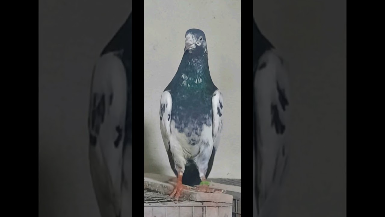 tik-tok-pigeons-tik-tok-pigeons-tik-tok-pigeons-tik-tok-youtube