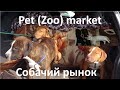 Собачий рынок в Бишкеке / Pet Market  in Bishkek. Dierenmarkt in Bishkek.Голубиный рынок в бишкеке