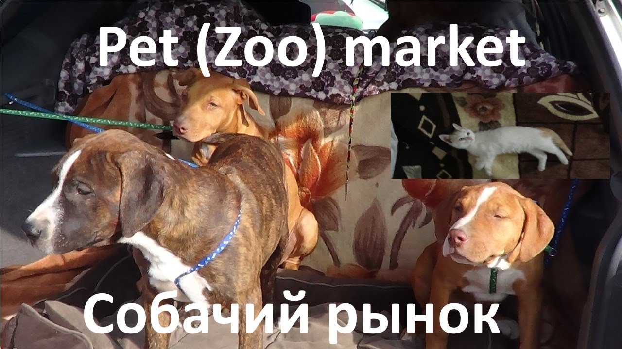 Собачий рынок в Бишкеке 