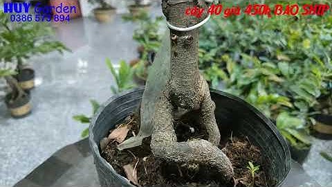 Mai Cúc Hoàng Hậu, Cúc Không Nhụy, Cúc VIP, Cúc 4 Long 😙 BAO SHIP