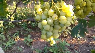 Сорт винограда Талисман Федорова