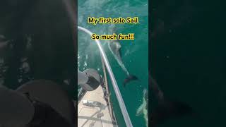 Solo sailing #solo #sailing #yacht #southaustralia #dolphin