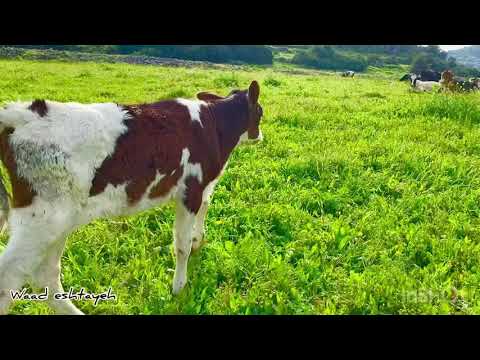 الطبيعة في فلسطين 2021 وادي قانا