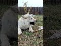 Great arctic wolf eating lamb! #dog #wolf