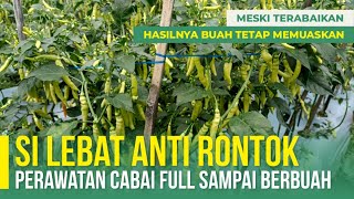 MELEBATKAN BUAH CABAI ANTI RONTOK | PERAWATAN CABAI