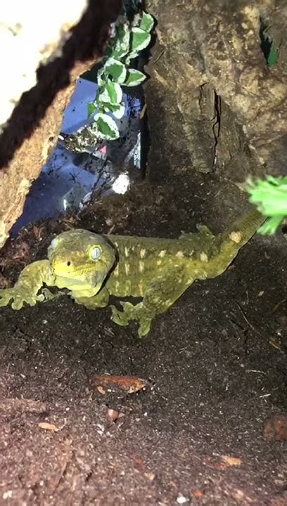 largest-gecko-in-the-world-has-babies-youtube