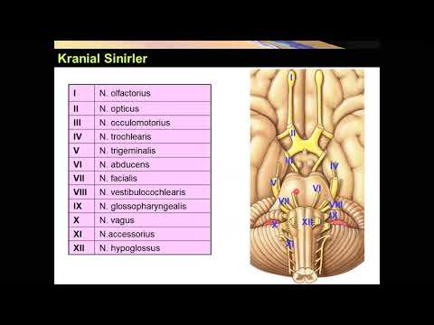 Kranial Sinirler I-VI Yüksel AYDAR