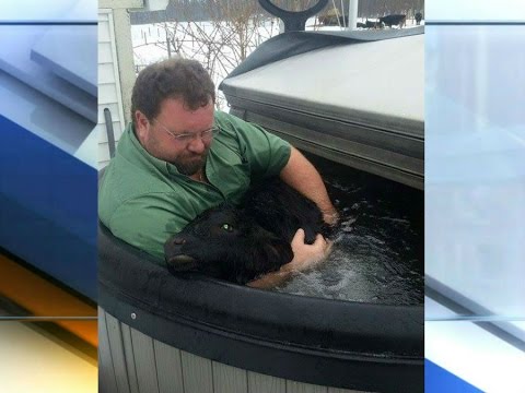 Indiana farmer uses hot tub to save baby cow