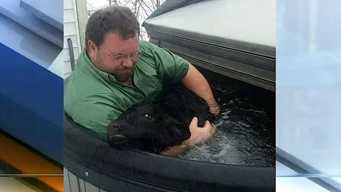Indiana farmer uses hot tub to save baby cow