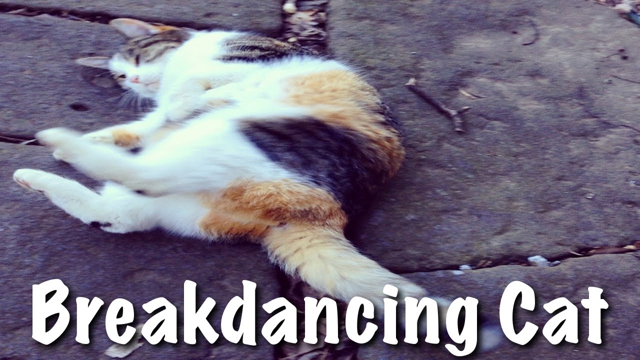 Breakdancing Cat ブレイクダンスを踊る巨漢猫 ぽっちゃり猫 おもしろ Youtube Breakdancing Cat ブレイクダンスを踊る巨漢猫 ぽっちゃり猫 おもしろ Youtube