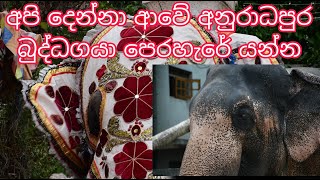 අපි දෙන්නා ආවේ අනුරාධපුර බුද්ධාගයා පෙරහැරේ යන්න #perahera #aliya #elephant #peraherayanaali