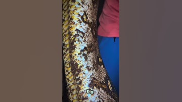 Big python snake #shortsfeed #youtube #yt #youtubeshorts #youtubechannel #shorts #yt #mp #animals