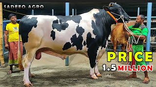 Big Aussie Bull Of Sadeeq Agro | LiveWeight 1080 Kg+ | Price 1.5 Million | Biggest Cow In Bangladesh
