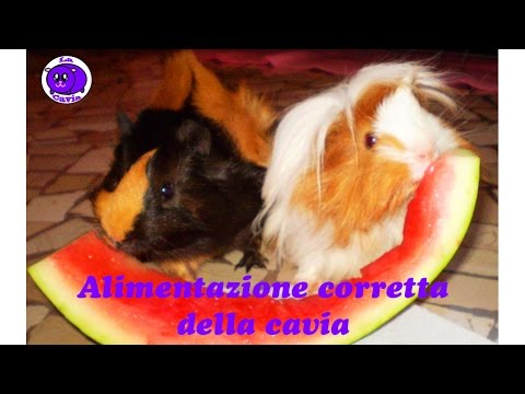 Alimentazione Cavia Come Alimentare In Modo Perfetto La Cavia Porcellino D India Youtube