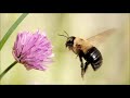 Flight Of The Bumble Bee, Tim Allan, Tenor Banjo