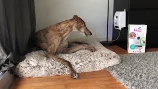 Leo the Greyhound Reaction to Petzi Treat Cam