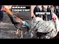 ДАКАН ТООК 🐔 БАЗАР БИШКЕК// ТООК КОРОЗДУН ТҮРЛӨРҮ !