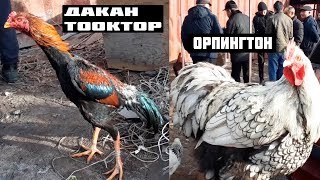 ДАКАН ТООК  БАЗАР БИШКЕК// ТООК КОРОЗДУН ТҮРЛӨРҮ !