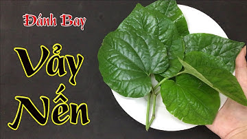 Cách chữa bệnh vảy nến tại nhà bằng lá lốt đơn giản và hiệu quả không cần phải đến bệnh viện