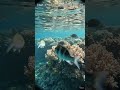 This Small Fish Attacks Everything — Real Damselfish POV!”#Shorts #Reels #FYP #ForYou #ViralVideo