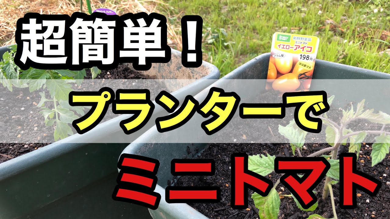 ベランダ菜園 プランターで作るミニトマト Youtube