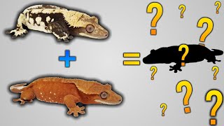 My 2024 Crested Gecko Breeding Pairs!