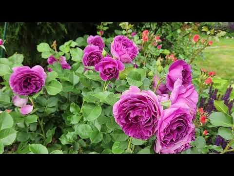 Бұзылған секс видео Шашты сығандар порносын қараңыз