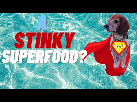 Are Canned Sardines Ok For Dogs To Eat