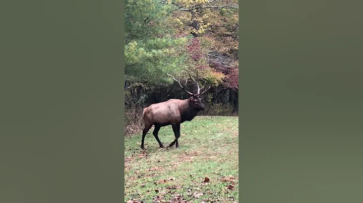 Bull Elk appears from woods