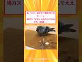 【2ch面白いスレ】鳥「ﾊｧﾊｧ…命がけで巣を作ったぞ…！」鳩カス「まあこんなもんでええやろ（産卵）」#2ch #2ch面白いスレ #2ちゃんねる