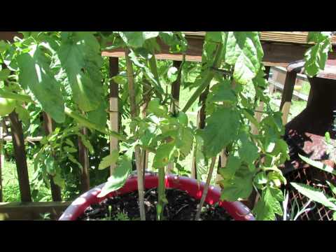 Video: Información de aderezo lateral de fertilizantes: cómo aderezar las plantas de jardín