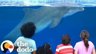 350 Dolphins Are Headed To Seaside Sanctuaries | The Dodo