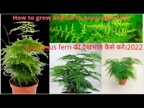 वीडियो: शरद फ़र्न की जानकारी - बगीचों में शरद फ़र्न उगाने के बारे में जानें