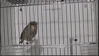 Gloster Canary Singing - تغريد كنار الجلوستر