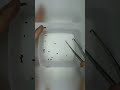 Can bed bugs freeze to death and how quickly do they die at temperature -23°C?
