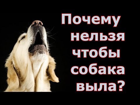 Почему нельзя чтобы собака выла?