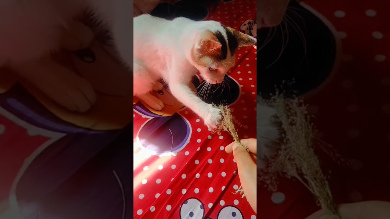 বিড়াল এগুলা কি খায় ওমা😋🤣#shortvideo #cat #funny #eating