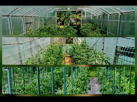 Tomato Overview: Field, Greenhouse, and Tunnel