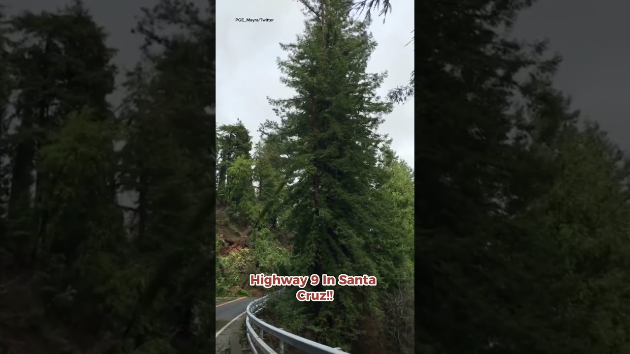 Ver STEPHEN A reacts to ENTIRE redwood falling on a highway!! en YouTube Ver STEPHEN A reacts to ENTIRE redwood falling on a highway!! en YouTube