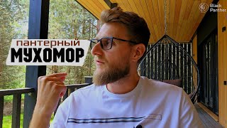 Как людей превращают в биороботов. Пантерный мухомор