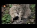 Geschichte der Tiere - Die Katze