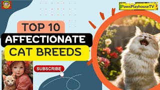 The 10 Most Affectionate Cat Breeds by PawsPlayhouseTV 76k Subscriber 1.3 M views  14 views 4 months ago 9 minutes, 43 seconds