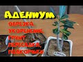 Адениум. Обрезка, размножение, укоренение, подкормки. (Ч.3)