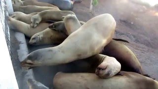 California sea lions up at the top of bluff due to huge surf from el
nino rain storms in san diego. a black male squeezes take nap, which
ca...