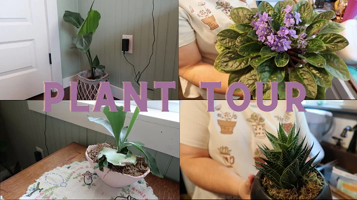 plant tour | my house plant collection & things I ...