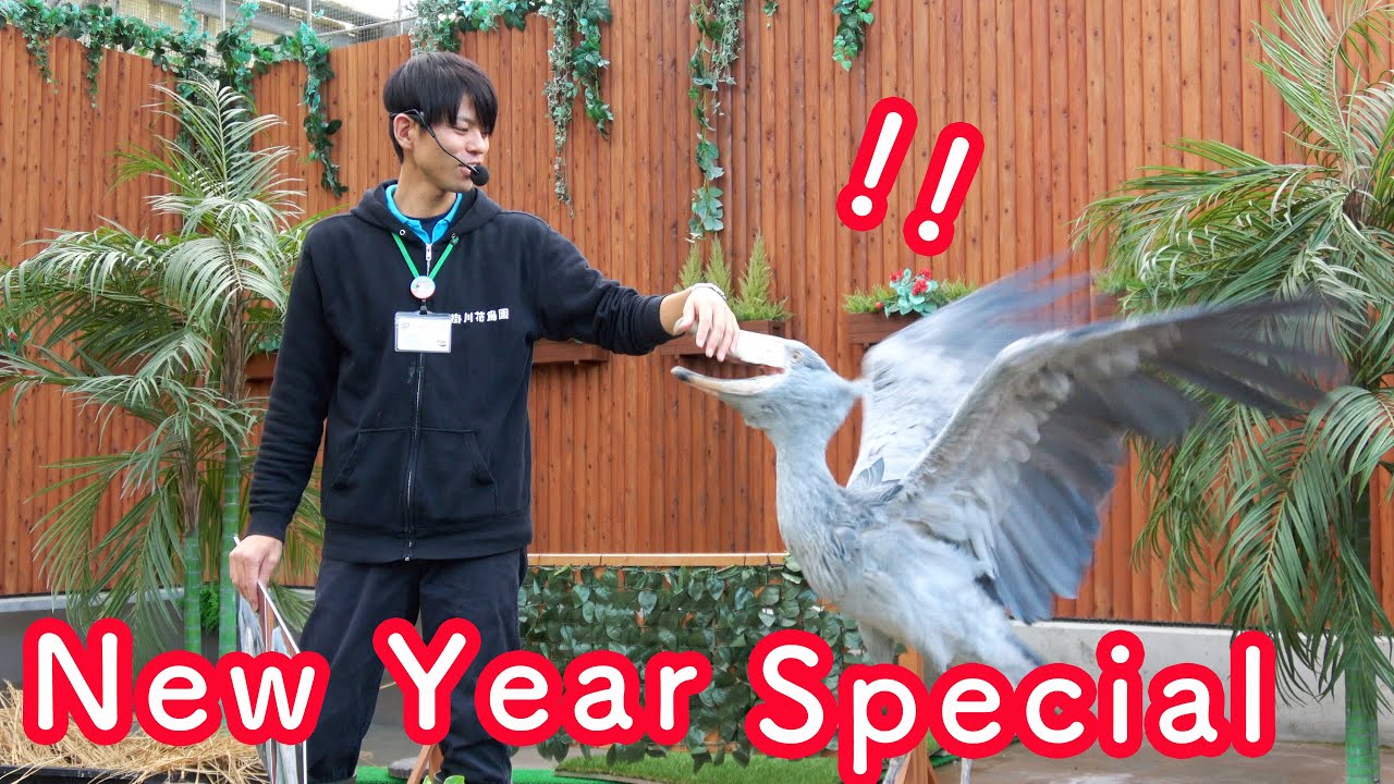 Futaba New Year Special Event The Digest ハシビロコウふたば年末年始スペシャルイベント ダイジェスト Shoebill Futaba 1 Youtube