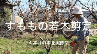 すももの若木の剪定　4年目の木を実際に